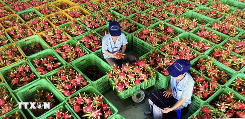 Sơ chế trái thanh long để đóng gói xuất khẩu tại Bình Thuận. (Ảnh: Hồng Nhung/ TTXVN)