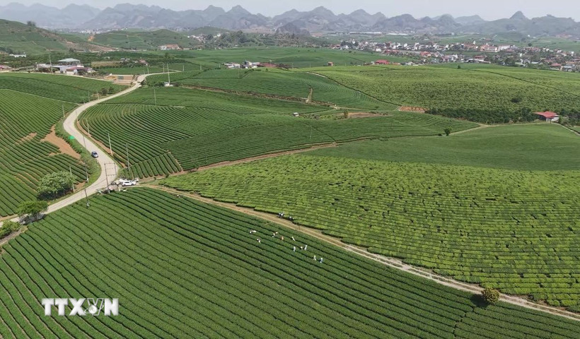 Đồi chè trên cao nguyên Mộc Châu, tỉnh Sơn La. (Ảnh: TTXVN phát)