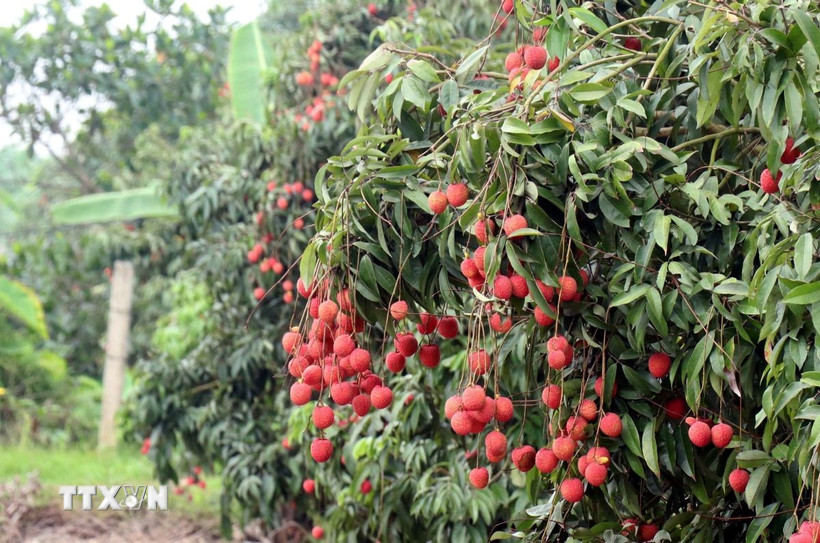 Vải trứng Hưng Yên khi chín có màu đỏ tươi, mẫu mã đẹp, hương vị thơm, ngọt và trọng lượng trung bình từ 17-22 quả/kg. (Ảnh: Đinh Văn Nhiều/TTXVN)