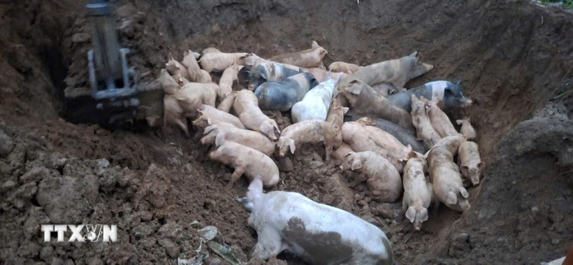 Quảng Ninh đã kiểm soát dịch tả lợn châu Phi sau hơn 1,5 tháng, với các biện pháp phòng chống và tiêm phòng vaccine đạt hiệu quả cao. (TTXVN phát) 