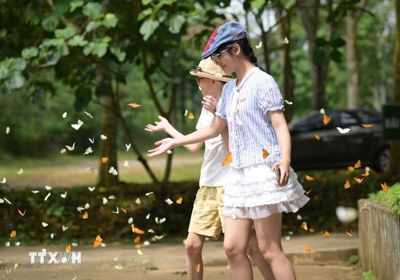 Bươm bướm bay rợp trời trong cánh rừng già Cúc Phương khiến những du khách nhí thích thú. (Ảnh: Hải Yến/TTXVN) 