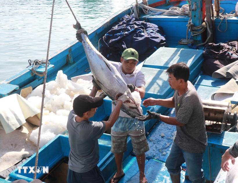 Thời điểm này, ngư dân Khánh Hoà đang bước vào vụ khai thác cá ngừ vây vàng mắt to. Điều phấn khởi là các tàu cập cảng đều đạt sản lượng cao. (Ảnh: Đặng Tuấn/TTXVN)