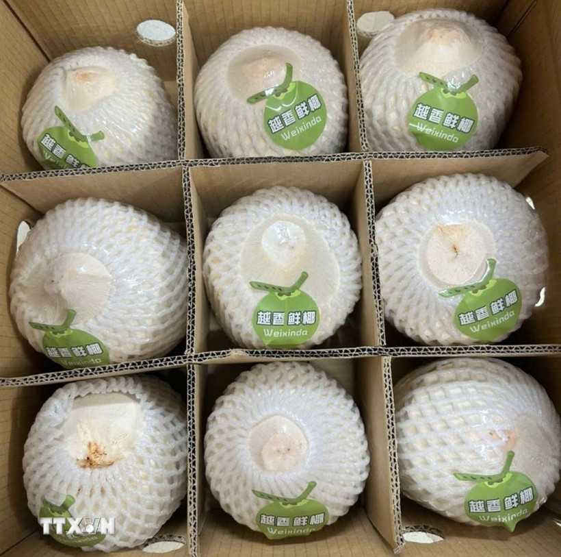 Lô hàng dừa tươi đầu tiên của năm 2025 được xuất khẩu qua cửa khẩu Bắc Luân II. (Ảnh: Lệ Hằng/TTXVN)