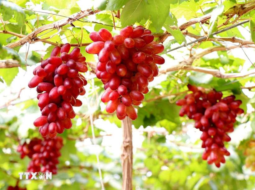 Giống nho NH01-152 trồng theo mô hình nông nghiệp công nghệ cao tại Hợp tác xã dịch vụ tổng hợp nông nghiệp Thái An. (Ảnh: Nguyễn Thành/TTXVN)