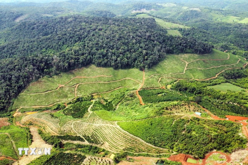 Phát triển trồng rừng ở tỉnh Đắk Nông. (Ảnh: Hưng Thịnh/TTXVN)