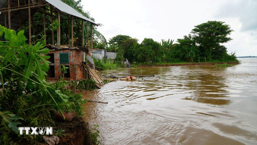 Điểm sạt lở bờ sông Tiền vào tối ngày 13/10/2025, tại ấp Tân Quới, xã Tân Long (tỉnh Đồng Tháp). (Ảnh: Nhựt An/TTXVN) 