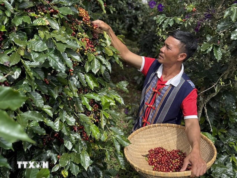 Càphê Aribica được tuyển chọn, chỉ thu hái những quả chín đỏ nhằm nâng cao chất lượng cho sản phẩm càphê. (Ảnh: Nguyễn Dũng/TTXVN)