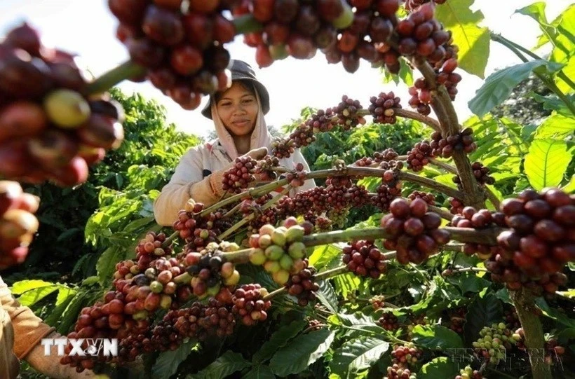 Thu hoạch càphê. (Ảnh: Vũ Sinh/TTXVN)