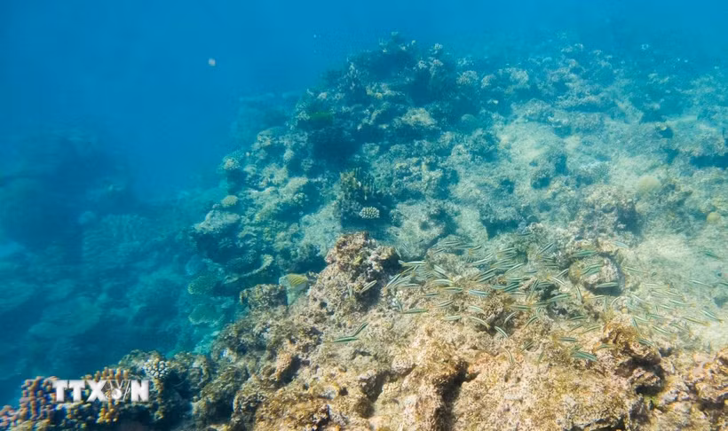 San hô tại rạn san hô Great Barrier ở Queensland, Australia. (Ảnh minh họa: THX/TTXVN)