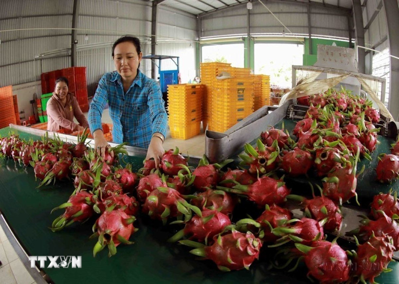 Quả thanh long đáp ứng yêu cầu thị trường trong nước và được xuất khẩu chính ngạch sang thị trường Trung Quốc. (Ảnh: Vũ Sinh/TTXVN)