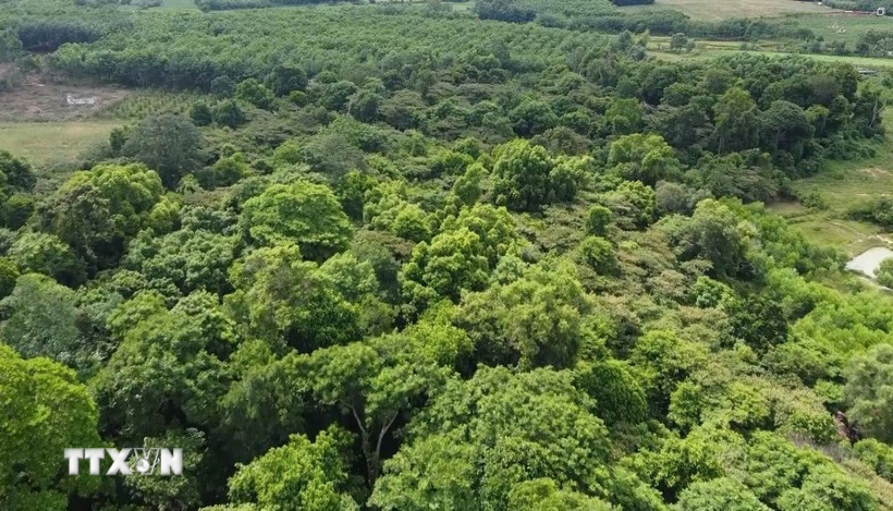 Rừng nguyên sinh với nhiều cây cổ thụ quý ở Quảng Bình. (Ảnh: Tá Chuyên/TTXVN)