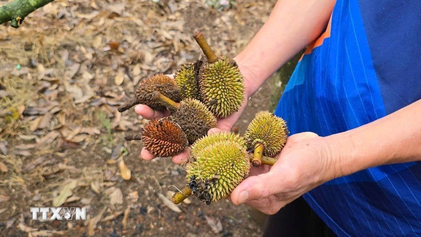 Thời tiết cực đoan, nhiều vườn sầu riêng trên địa bàn tỉnh Gia Lai bị rụng quả non gây thiệt hại cho người trồng. (Ảnh: TTXVN phát)