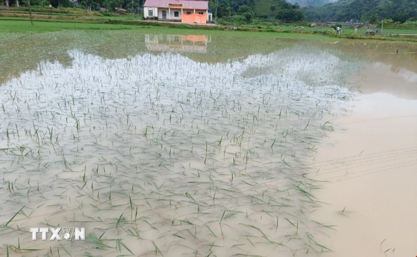Mưa lớn gây ngập úng nhiều nơi. (ảnh: TTXVN phát)