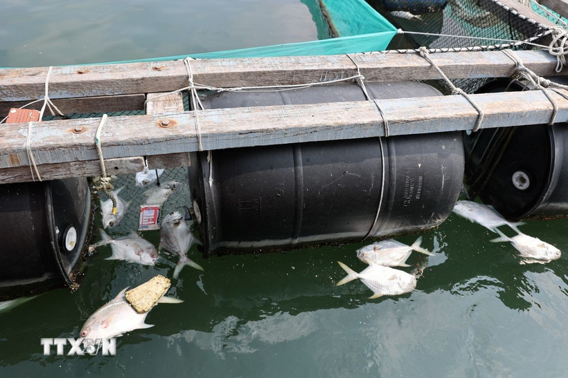 Cá chim trắng chết nổi trắng tại tiểu khu 3, sông Chà Và, xã Long Sơn, Thành phố Hồ Chí Minh. (Ảnh: Hoàng Nhị/TTXVN)