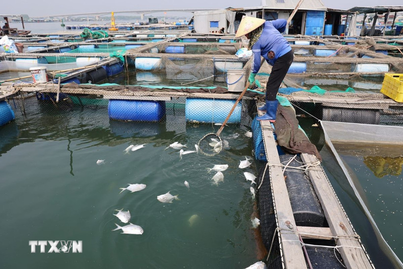 Người dân tại khu vực tiểu khu 3, sông Chà Và, xã Long Sơn thu gom cá chết vào trưa 29/12/2025. (Ảnh: Hoàng Nhị/TTXVN)