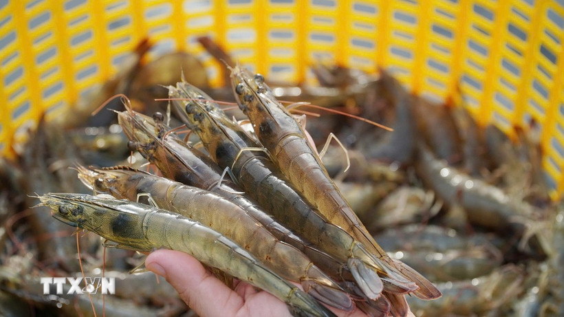 Ảnh minh họa. (Ảnh: TTXVN phát)