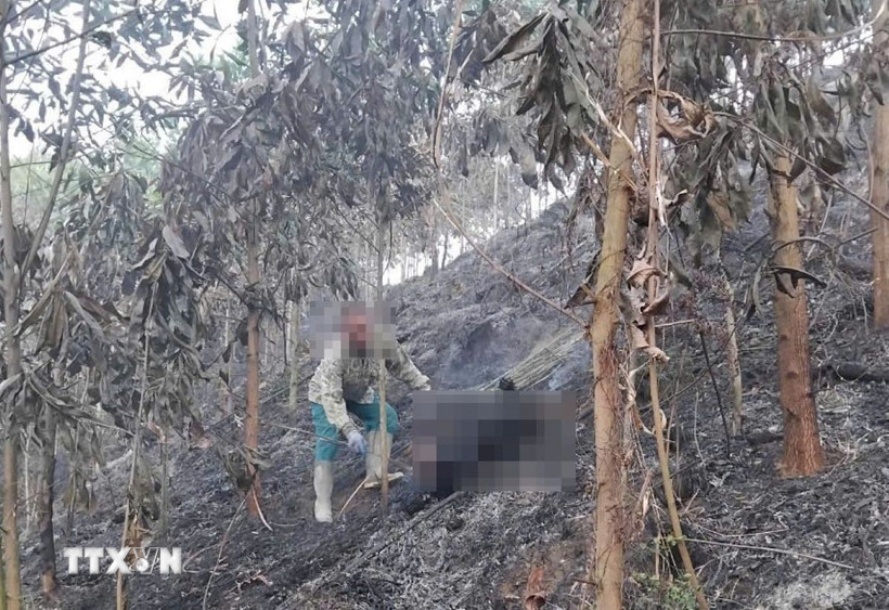 Người dân phát hiện thi thể bà H trong đám cháy rừng. (Ảnh: TTXVN phát)