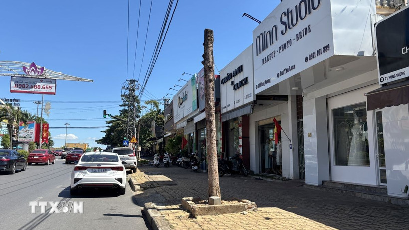 Nhiều ý kiến cho rằng, các cây xanh trên tuyến đường Hùng Vương bị cắt cụt hết cành chỉ còn thân đã làm giảm đáng kể hiệu quả che bóng mát và ảnh hưởng đến cảnh quan đô thị. (Ảnh: Thanh Thuỷ/TTXVN) 