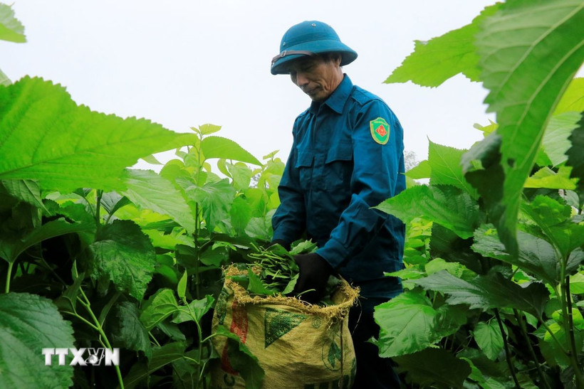 Gia đình ông Nguyễn Đức Minh, thôn Lan Đình, xã Thành Thịnh đầu tư trồng giống dâu lai đạt sản lượng trên 30 tấn/ha. (Ảnh: Tiến Khánh/TTXVN)