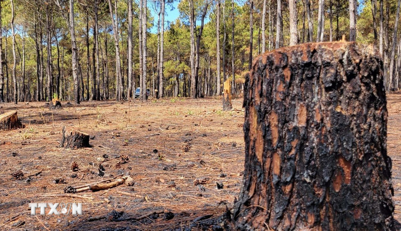 Hiện trường những cây thông bị cưa hạ nham nhở. (Ảnh: Hoài Nam/TTXVN)