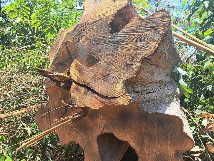 Một thân cây lớn bị cưa hạ còn nằm lại tại hiện trường vụ phá rừng ở huyện Ia H'Drai, tỉnh Kon Tum. (Ảnh: Báo Tuổi trẻ)