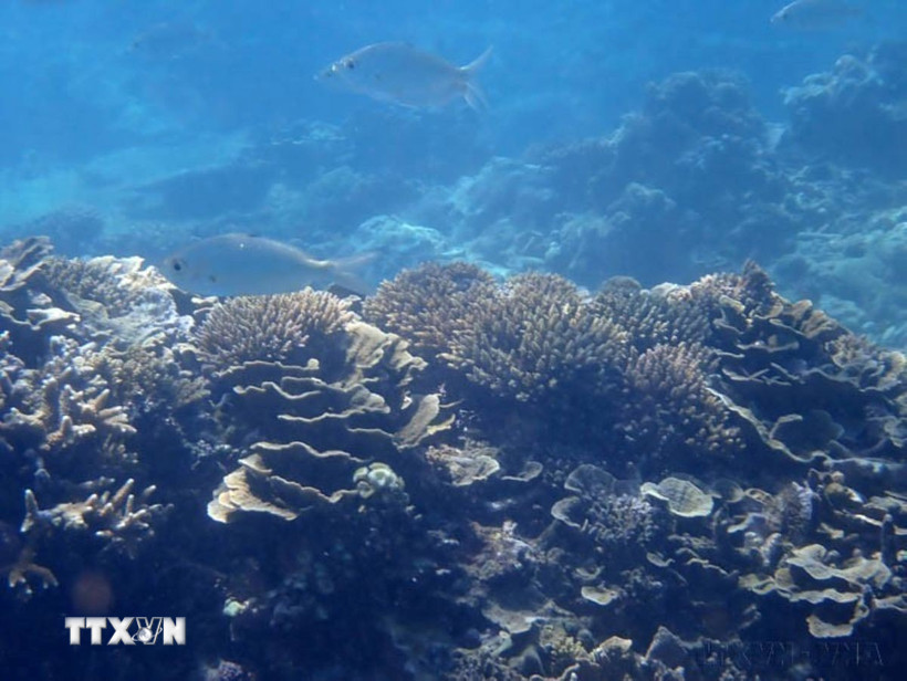 Bãi rạn san hô thuộc Khu bảo tồn biển Vườn quốc gia Núi Chúa (Ninh Hải, tỉnh Ninh Thuận). (Ảnh: TTXVN phát)