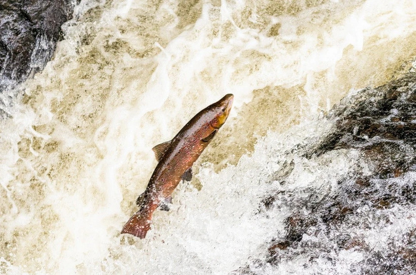 Số lượng cá hồi đang thấp hơn mức tối thiểu cần thiết để duy trì quần thể cá hồi bền vững. (Nguồn: Wild Fish)