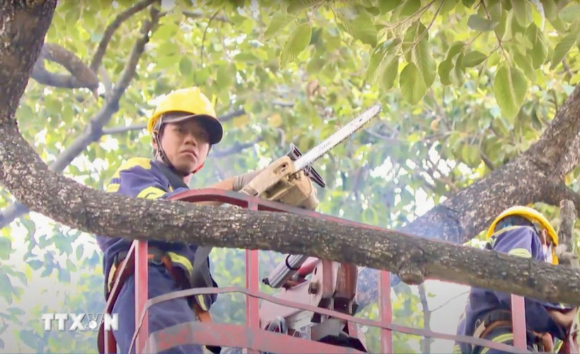 Nhân viên Công ty TNHH MTV Công viên cây xanh Thành phố Hồ Chí Minh thực hiện cắt tỉa cây. (Ảnh: TTXVN phát.)