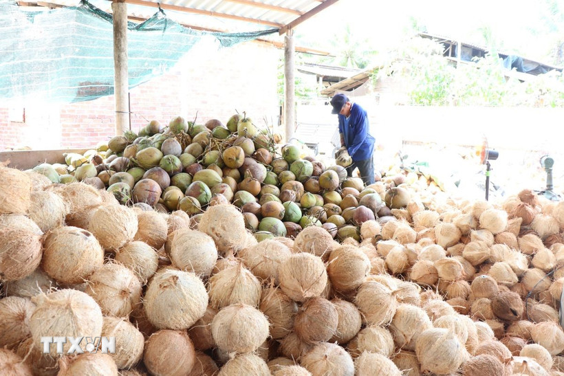 Nông dân lột vỏ dừa. (Ảnh: Công Trí/TTXVN)