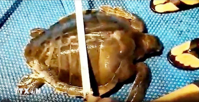 Trong ảnh: Ngư dân đo kích thước của cá thể đồi mồi dứa. (Ảnh: TTXVN phát)