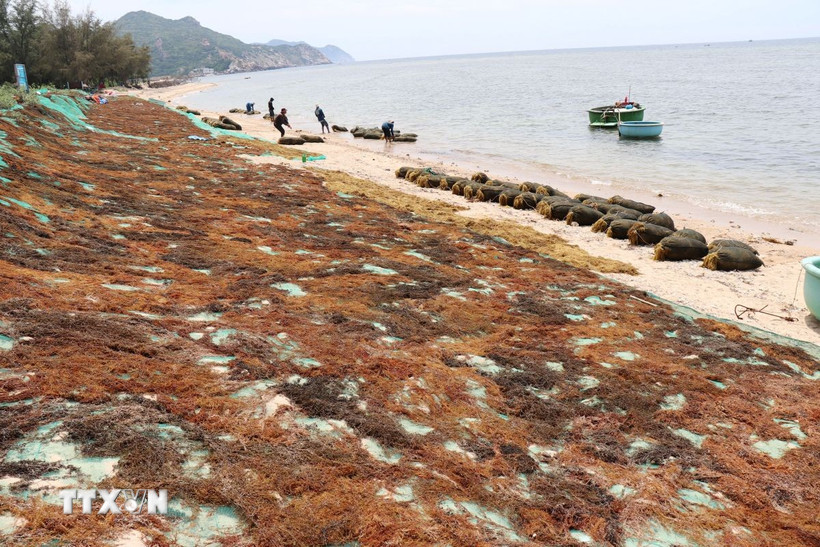 Người dân xã Vĩnh Hải, tỉnh Khánh Hòa phơi rong mơ ngay trên bãi biển để bán cho thương lái. (Ảnh: Nguyễn Thành/ TTXVN)