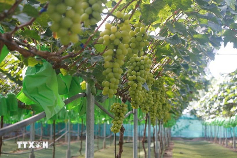 Nghệ An: Cần có “sân chơi” cho sản phẩm hữu cơ trên thị trường