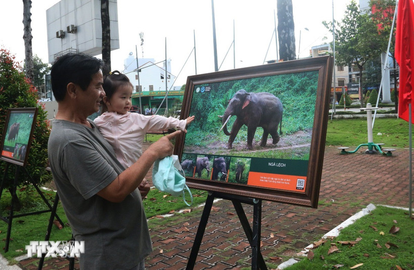 Người dân tỉnh Đồng Nai tham quan triển lãm “Voi Việt Nam, nhận biết, yêu và chung sống an toàn” để tìm hiểu đặc tính và khu vực sinh sống của loài voi. (Ảnh: Lê Xuân/TTXVN) 