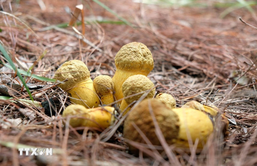 Một “ổ nấm” kaki ăn được, mọc dưới tán rừng thông Đà Lạt. (Ảnh: Nguyễn Dũng/TTXVN)