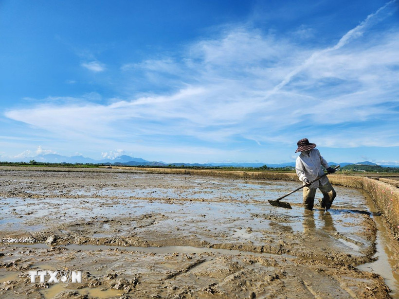Bà con nông dân làm đất, gieo sạ lại lúa Hè Thu. (Ảnh: Tường Vi/TTXVN)