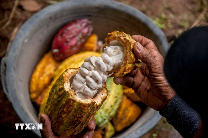 Nông dân thu hoạch quả ca cao tại Yogyakarta, Indonesia. Ảnh: THX/TTXVN
