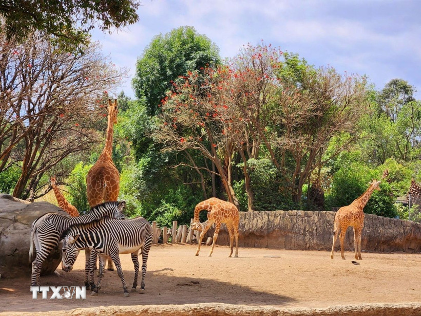 Các cá thể hươu cao cổ và ngựa vằn tại khu bảo tồn thiên nhiên Puebla, Mexico. (Ảnh: Phi Hùng/TTXVN)