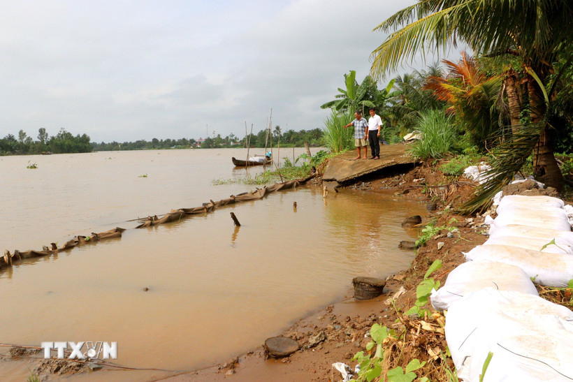 Khu vực sạt lở trên tuyến đê bao sông Măng đoạn qua xã Tân Long Hội, tỉnh Vĩnh Long đã được gia cố tạm thời nhưng tiếp tục có nguy cơ sạt lở tiếp do triều cường dâng cao. (Ảnh: Lê Thúy Hằng/TTXVN)