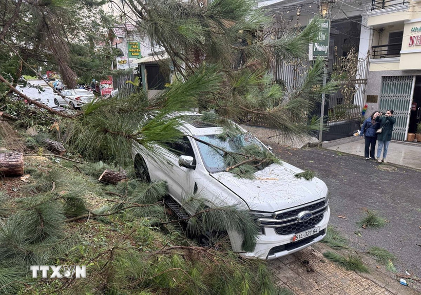 Một chiếc xe đậu bên lề đường Hồ Tùng Mậu (sát công viên Xuân Hương, phường Xuân Hương - Đà Lạt) bị cành thông lớn gãy đổ, đè trúng gây hư hại một phần nóc xe. (Ảnh: Nguyễn Dũng/TTXVN)