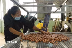 Macca sẽ thành cây trồng chủ lực ở Lạng Sơn. (Ảnh minh họa: TTXVN)