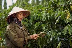 Xuất khẩu càphê ghi nhận mức tăng đột biến 51,1% nhờ giá xuất khẩu bình quân tăng vọt lên 5,698 USD/tấn (tăng 67,5%). (Ảnh: PV/Vietnam+)