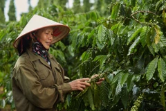 Xuất khẩu càphê ghi nhận mức tăng đột biến 51,1% nhờ giá xuất khẩu bình quân tăng vọt lên 5,698 USD/tấn (tăng 67,5%). (Ảnh: PV/Vietnam+)
