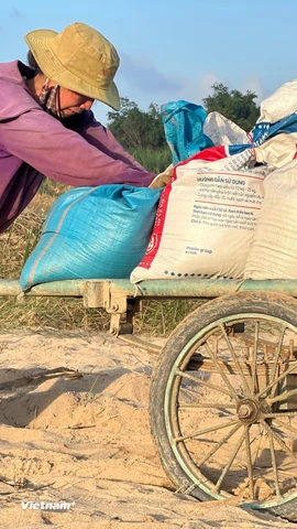 Đà Nẵng: Nông dân thẫn thờ nhìn cát phủ kín vụ mùa ở Gò Nổi 