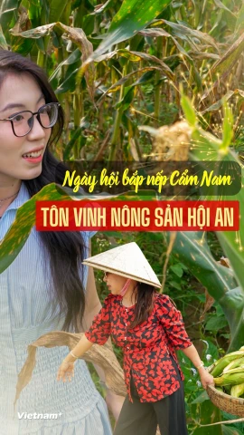 Bắp nếp Cẩm Nam, một trong những đặc sản có hương vị độc đáo của vùng Di sản Văn hóa Thế giới phố cổ Hội An. (Ảnh: Thanh Phong/Vietnam+)