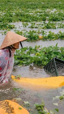 Nông dân miền Trung điêu đứng do ảnh hưởng của Bão số 1 