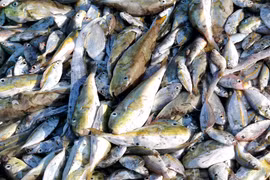 Cá nóc nằm lẫn lộn với các loại các biển khác được ngư dân đánh bắt đưa lên bờ. (Ảnh: TTXVN)