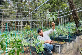 Khu vực trồng sâm Ngọc Linh ở độ cao hơn 1.800 mét trong những dãy núi Ngọc Linh hùng vĩ. (Ảnh: Thùy Giang/Vietnam+)