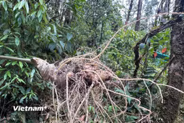 (Ảnh: Thùy Giang/Vietnam+)