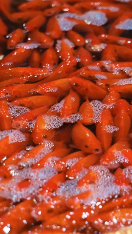 Chép Tam Dương đắt khách, vựa cá Thủ đô nhộn nhịp trước thềm ông Công ông Táo