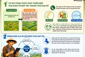 "Cánh đồng có tổ chức": Bước ngoặt nâng tầm giá trị nông sản